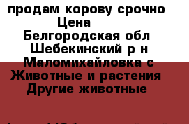 продам корову срочно › Цена ­ 65 - Белгородская обл., Шебекинский р-н, Маломихайловка с. Животные и растения » Другие животные   